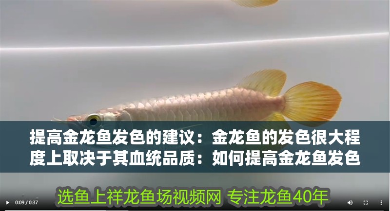 提高金龍魚發(fā)色的建議：金龍魚的發(fā)色很大程度上取決于其血統(tǒng)品質(zhì)：如何提高金龍魚發(fā)色