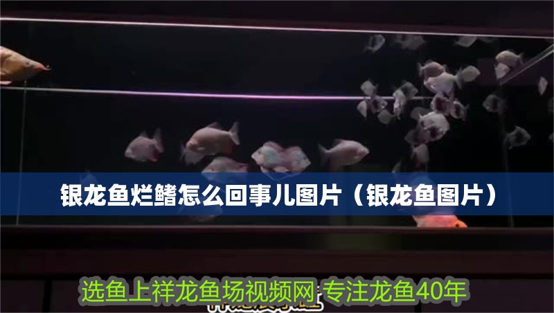 銀龍魚爛鰭怎么回事兒圖片（銀龍魚圖片）