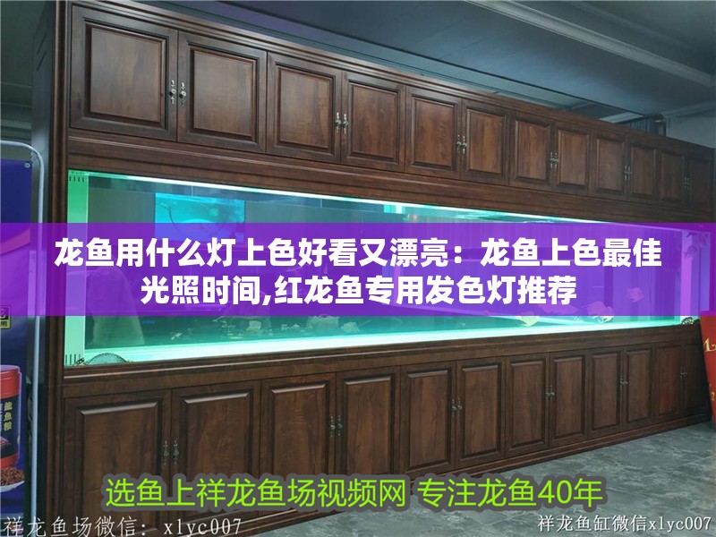 龍魚用什么燈上色好看又漂亮：龍魚上色最佳光照時間,紅龍魚專用發色燈推薦