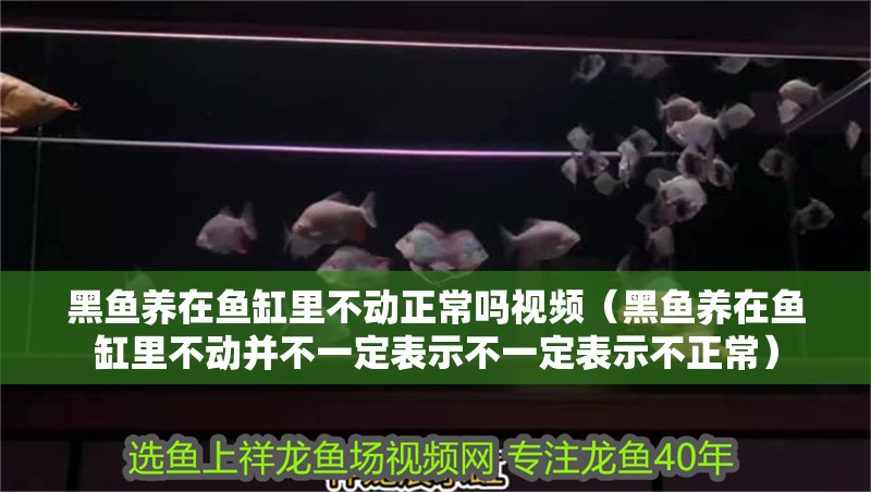 黑魚養(yǎng)在魚缸里不動正常嗎視頻（黑魚養(yǎng)在魚缸里不動并不一定表示不一定表示不正常）