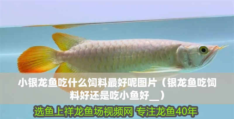 小銀龍魚吃什么飼料最好呢圖片（銀龍魚吃飼料好還是吃小魚好__）