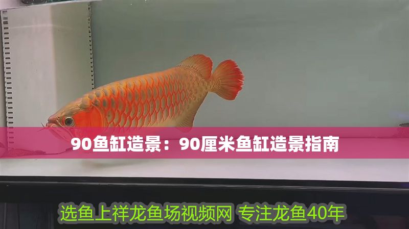 90魚缸造景：90厘米魚缸造景指南