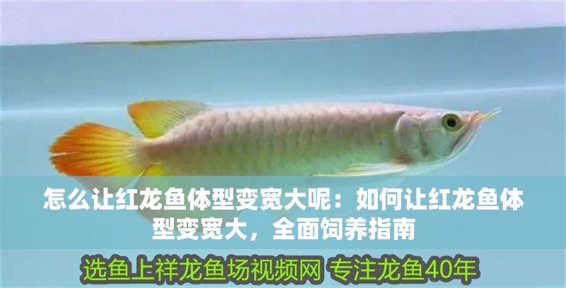 怎么讓紅龍魚體型變寬大呢：如何讓紅龍魚體型變寬大，全面飼養指南