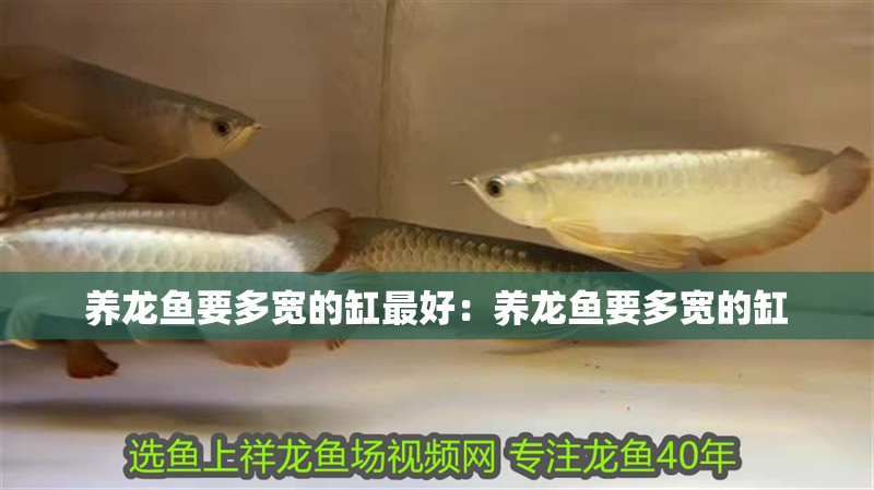 養(yǎng)龍魚要多寬的缸最好：養(yǎng)龍魚要多寬的缸