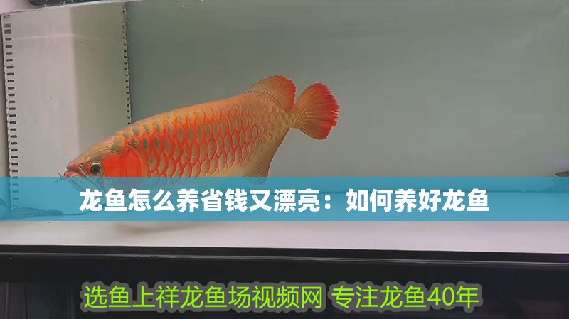 龍魚怎么養省錢又漂亮：如何養好龍魚