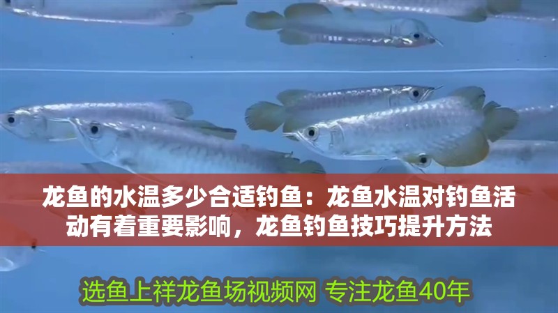 龍魚的水溫多少合適釣魚：龍魚水溫對釣魚活動有著重要影響，龍魚釣魚技巧提升方法