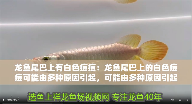 龍魚尾巴上有白色痘痘：龍魚尾巴上的白色痘痘可能由多種原因引起，可能由多種原因引起 龍魚尾巴上有白色痘痘：龍魚尾巴上的白色痘痘可能由多種原因引起，可能由多種原因引起 龍魚百科