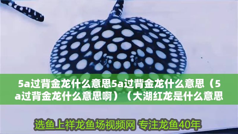 5a過背金龍什么意思5a過背金龍什么意思（5a過背金龍什么意思啊）（大湖紅龍是什么意思）