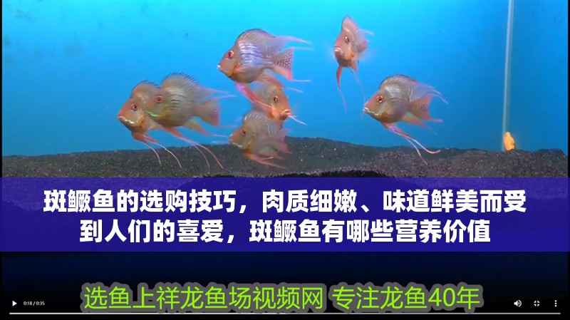 斑鱖魚的選購技巧，肉質(zhì)細(xì)嫩、味道鮮美而受到人們的喜愛，斑鱖魚有哪些營養(yǎng)價值