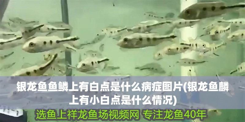 銀龍魚魚鱗上有白點是什么病癥圖片(銀龍魚麟上有小白點是什么情況) 銀龍魚魚鱗上有白點是什么病癥圖片(銀龍魚麟上有小白點是什么情況) 銀龍魚百科