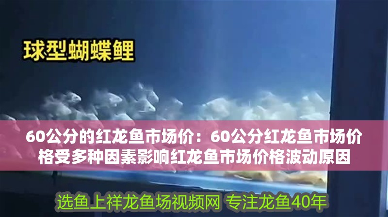60公分的紅龍魚市場價：60公分紅龍魚市場價格受多種因素影響紅龍魚市場價格波動原因