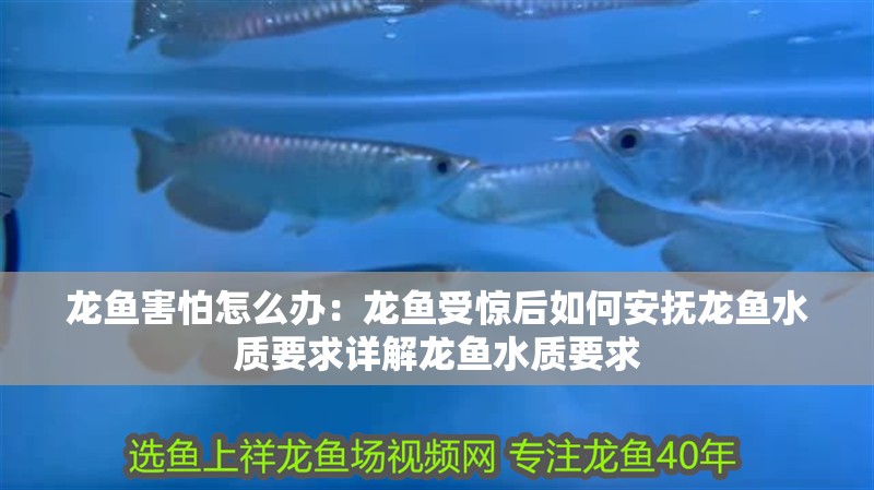 龍魚害怕怎么辦：龍魚受驚后如何安撫龍魚水質(zhì)要求詳解龍魚水質(zhì)要求