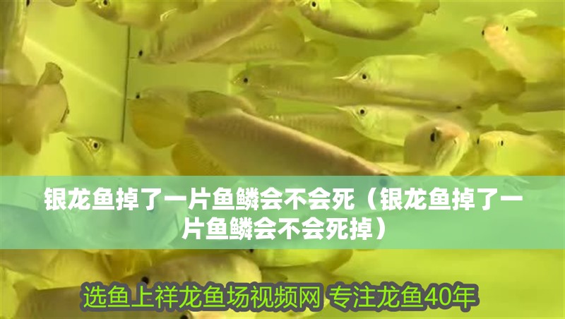 銀龍魚掉了一片魚鱗會不會死（銀龍魚掉了一片魚鱗會不會死掉）