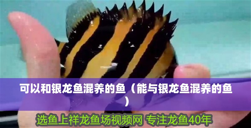 可以和銀龍魚混養的魚（能與銀龍魚混養的魚）