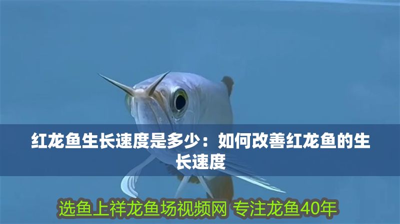 紅龍魚生長速度是多少：如何改善紅龍魚的生長速度 紅龍魚生長速度是多少：如何改善紅龍魚的生長速度 紅龍魚百科 第1張