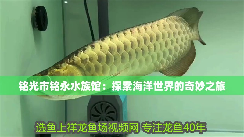 銘光市銘永水族館：探索海洋世界的奇妙之旅
