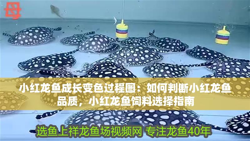 小紅龍魚成長變色過程圖：如何判斷小紅龍魚品質，小紅龍魚飼料選擇指南 小紅龍魚成長變色過程圖：如何判斷小紅龍魚品質，小紅龍魚飼料選擇指南 紅龍魚百科 第1張