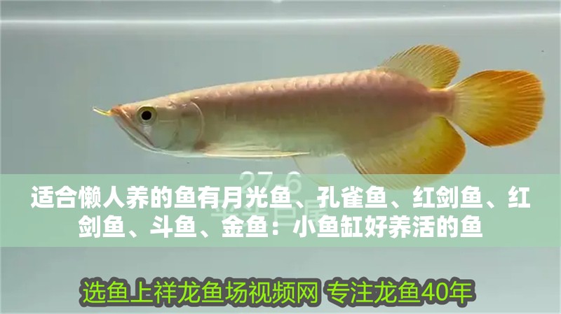 適合懶人養的魚有月光魚、孔雀魚、紅劍魚、紅劍魚、斗魚、金魚：小魚缸好養活的魚