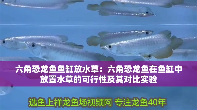 六角恐龍魚魚缸放水草：六角恐龍魚在魚缸中放置水草的可行性及其對比實驗