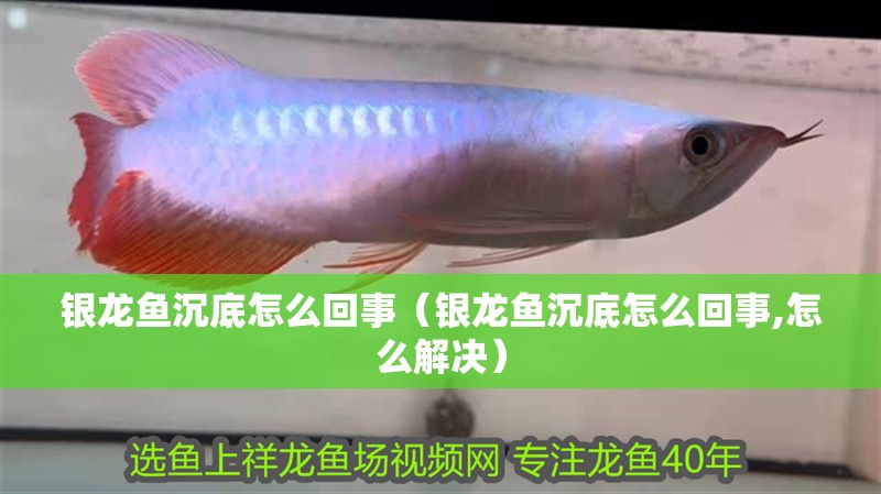 銀龍魚沉底怎么回事（銀龍魚沉底怎么回事,怎么解決）