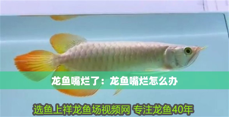 龍魚嘴爛了：龍魚嘴爛怎么辦