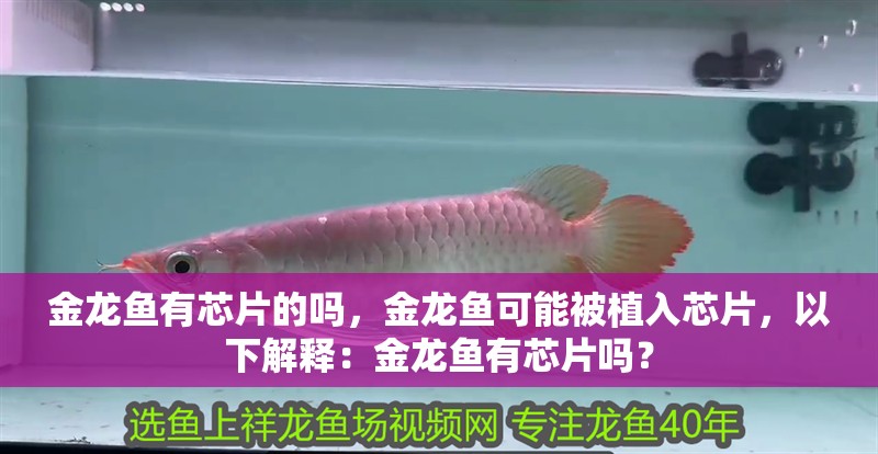 金龍魚(yú)有芯片的嗎，金龍魚(yú)可能被植入芯片，以下解釋?zhuān)航瘕堲~(yú)有芯片嗎？