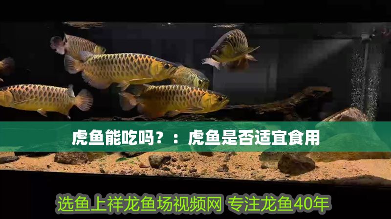 虎魚能吃嗎？：虎魚是否適宜食用