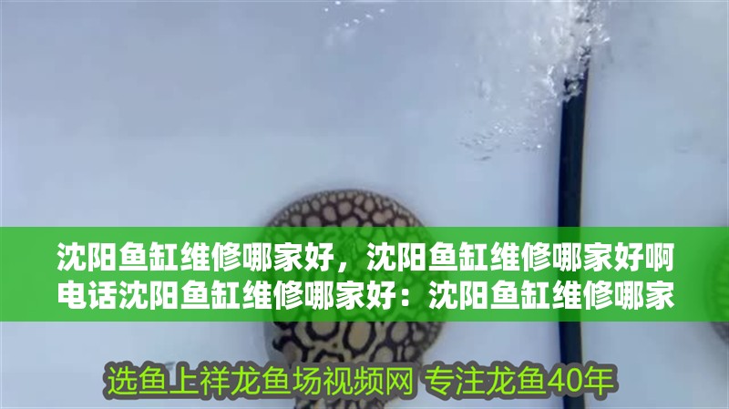 沈陽魚缸維修哪家好，沈陽魚缸維修哪家好啊電話沈陽魚缸維修哪家好：沈陽魚缸維修哪家好