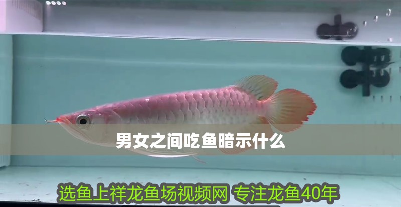 男女之間吃魚暗示什么 男女之間吃魚暗示什么 龍魚論壇