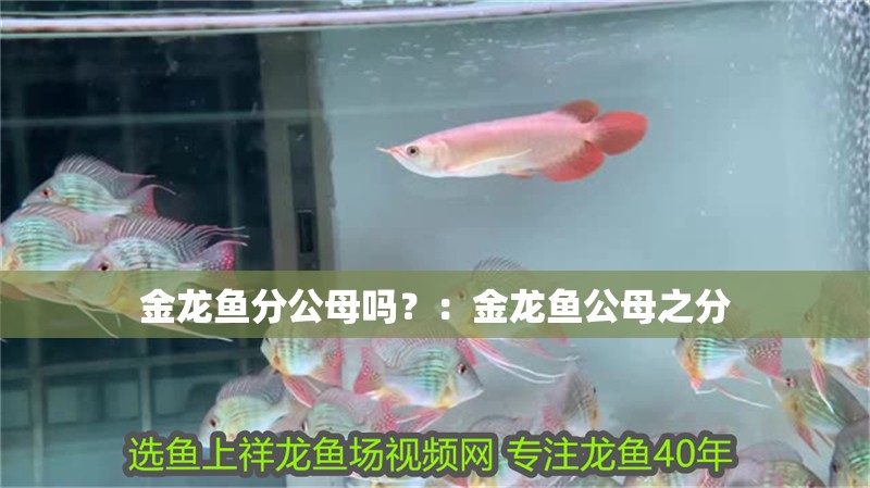 金龍魚分公母嗎？：金龍魚公母之分