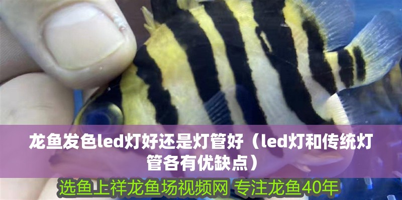 龍魚發色led燈好還是燈管好（led燈和傳統燈管各有優缺點）