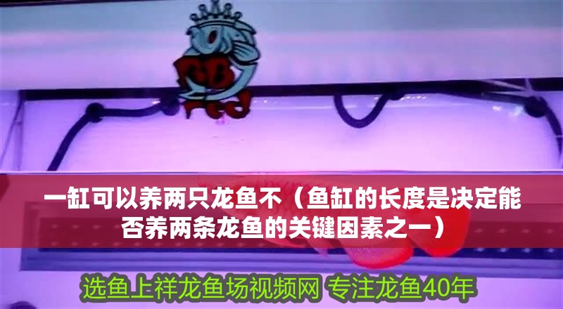 一缸可以養(yǎng)兩只龍魚(yú)不（魚(yú)缸的長(zhǎng)度是決定能否養(yǎng)兩條龍魚(yú)的關(guān)鍵因素之一）