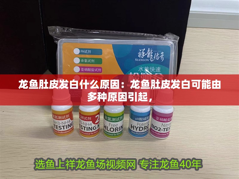 龍魚肚皮發(fā)白什么原因：龍魚肚皮發(fā)白可能由多種原因引起， 龍魚肚皮發(fā)白什么原因：龍魚肚皮發(fā)白可能由多種原因引起， 龍魚百科