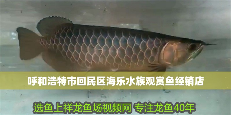 魚缸過濾器選購指南:自制魚缸過濾器魚缸上置過濾器對于養魚愛好者的必備知識 呼和浩特市回民區海樂水族觀賞魚經銷店 全國水族館企業名錄 呼和浩特市回民區海樂水族觀賞魚經銷店 呼和浩特市回民區海樂水族觀賞魚經銷店 全國水族館企業名錄