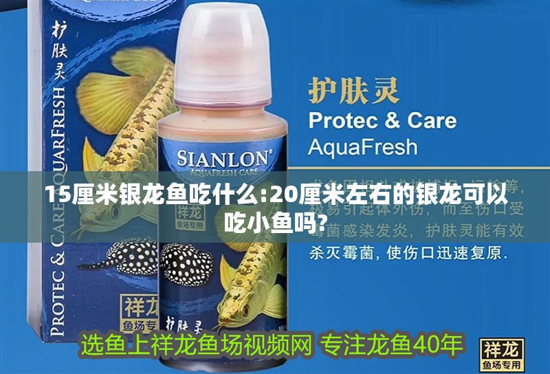 15厘米銀龍魚吃什么:20厘米左右的銀龍可以吃小魚嗎? 15厘米銀龍魚吃什么:20厘米左右的銀龍可以吃小魚嗎? 銀龍魚百科