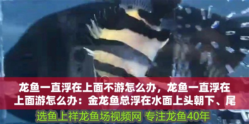 龍魚一直浮在上面不游怎么辦，龍魚一直浮在上面游怎么辦：金龍魚總浮在水面上頭朝下、尾巴朝下的原因