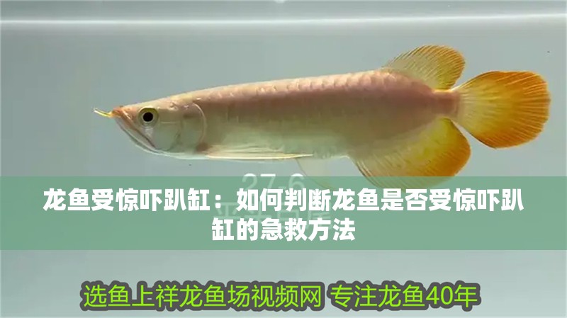 龍魚受驚嚇趴缸：如何判斷龍魚是否受驚嚇趴缸的急救方法