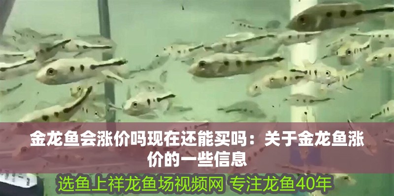 金龍魚會漲價嗎現在還能買嗎：關于金龍魚漲價的一些信息