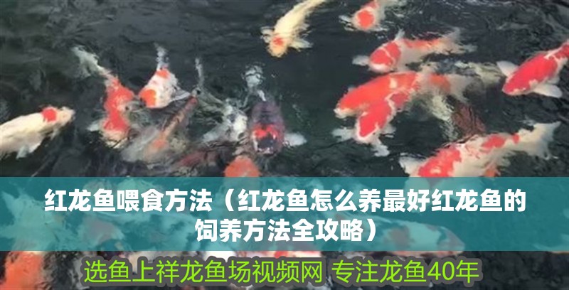 紅龍魚喂食方法（紅龍魚怎么養最好紅龍魚的飼養方法全攻略）