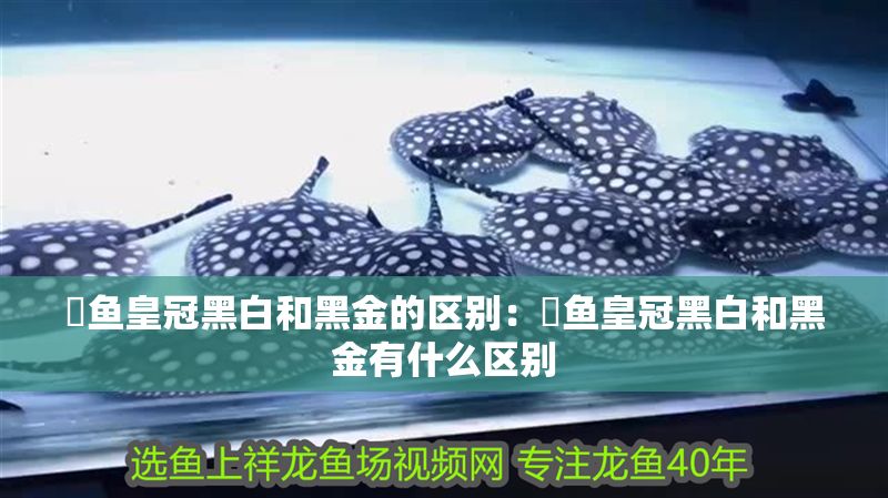 魟魚皇冠黑白和黑金的區(qū)別:魟魚皇冠黑白和黑金有什么區(qū)別 魟魚百科 第2張 魟魚皇冠黑白和黑金的區(qū)別:魟魚皇冠黑白和黑金有什么區(qū)別 魟魚皇冠黑白和黑金的區(qū)別:魟魚皇冠黑白和黑金有什么區(qū)別 魟魚百科 第2張