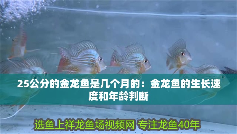 25公分的金龍魚是幾個(gè)月的：金龍魚的生長速度和年齡判斷