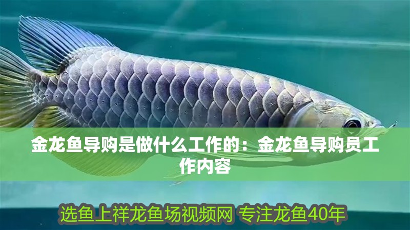 金龍魚導購是做什么工作的：金龍魚導購員工作內容