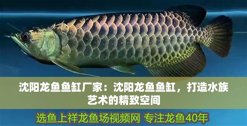 沈陽龍魚魚缸廠家：沈陽龍魚魚缸，打造水族藝術的精致空間