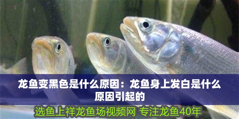 龍魚變黑色是什么原因：龍魚身上發白是什么原因引起的