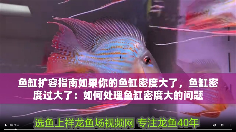 魚缸擴容指南如果你的魚缸密度大了，魚缸密度過大了：如何處理魚缸密度大的問題