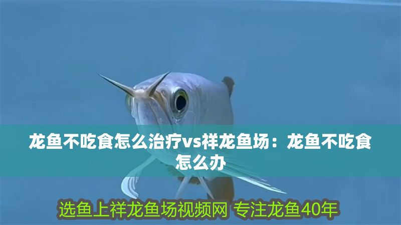 龍魚不吃食怎么治療vs祥龍魚場：龍魚不吃食怎么辦