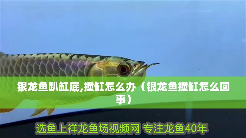 銀龍魚趴缸底,撞缸怎么辦（銀龍魚撞缸怎么回事）