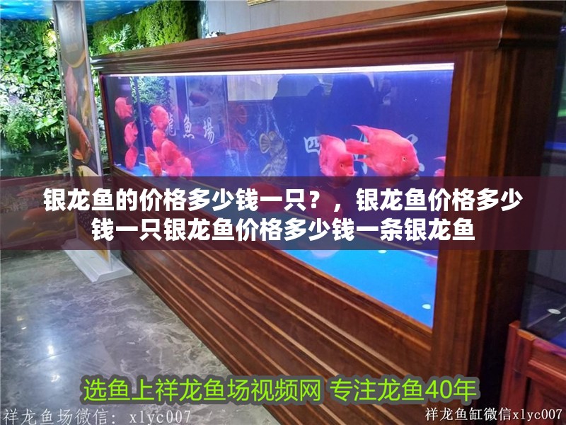 銀龍魚的價格多少錢一只？，銀龍魚價格多少錢一只銀龍魚價格多少錢一條銀龍魚