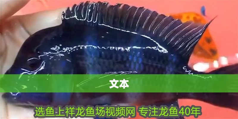 文本 文本 龍魚論壇