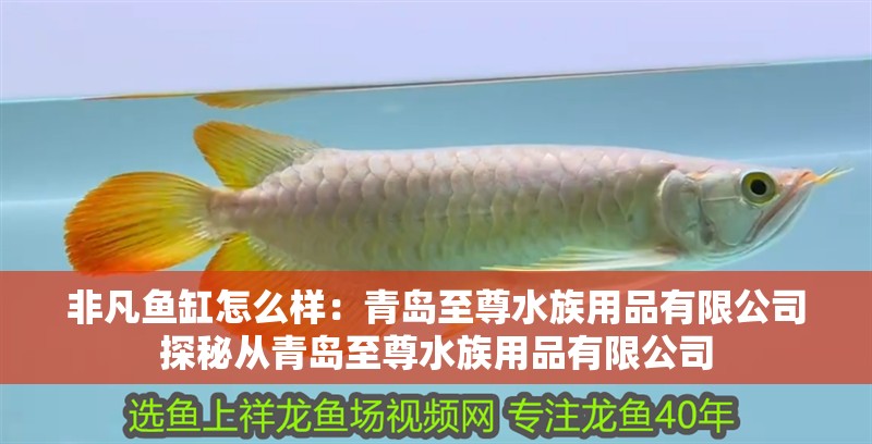 非凡魚缸怎么樣：青島至尊水族用品有限公司探秘從青島至尊水族用品有限公司